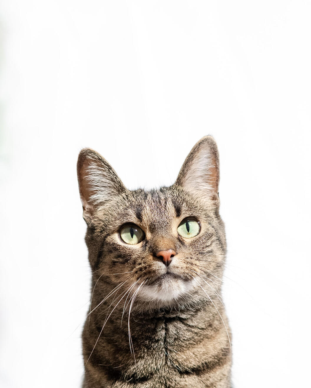 Cat Portrait