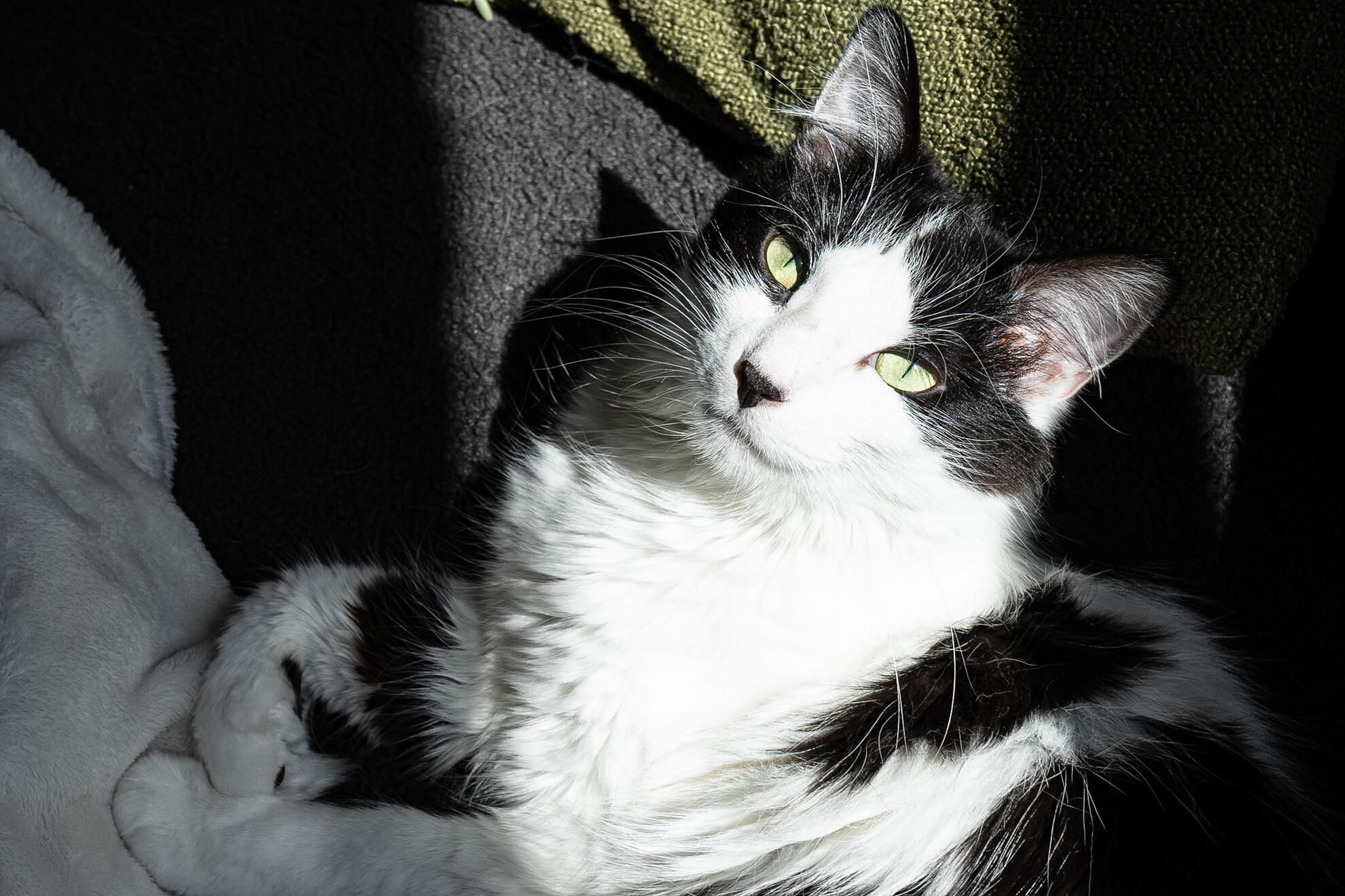 Cat Lifestyle Cat Lifestyle