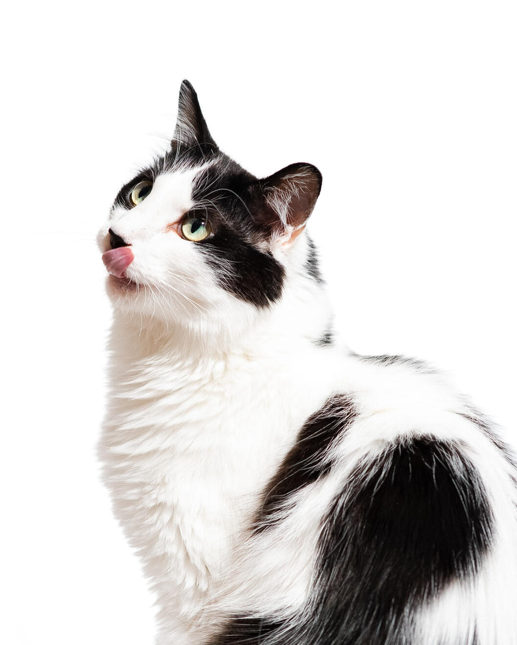 Cat Portrait Cat Portrait
